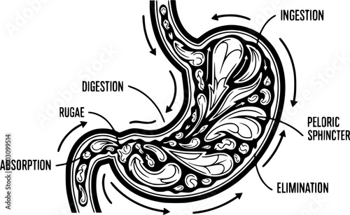 Stylized stomach internal organ organogram with swirling abstract food contents
