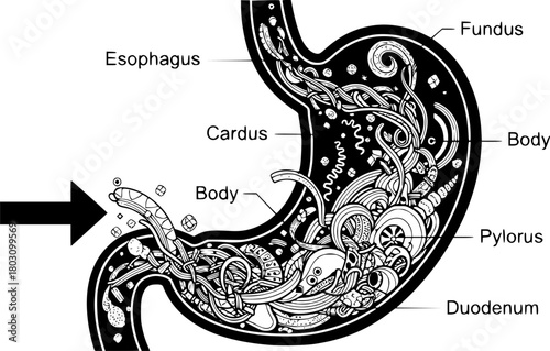 Stylized stomach internal organ organogram with swirling abstract food contents
