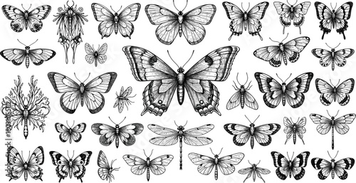 Collection of detailed black and white butterfly and insect illustrations moth dragonfly