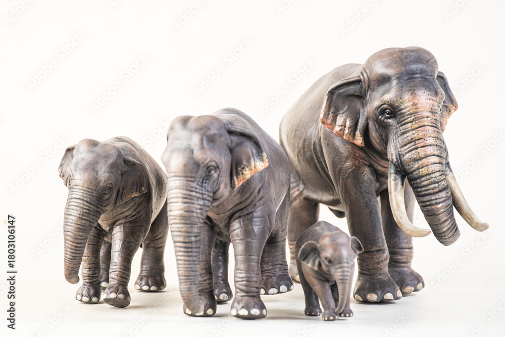 Fototapeta premium asian elephant on isolated background
