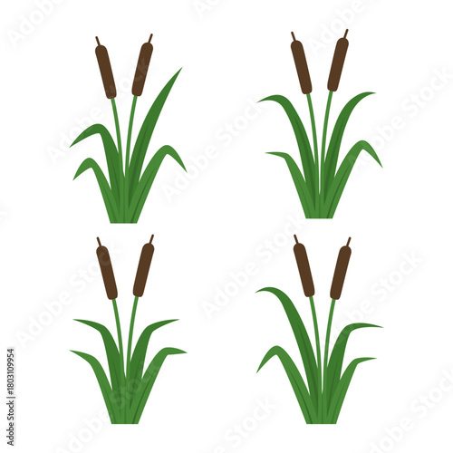 cattail design vector flat isolated illustration