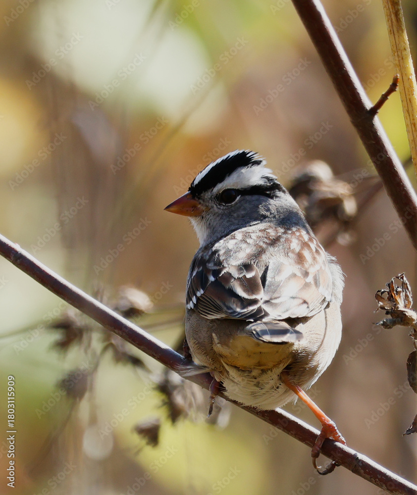 Naklejka premium A white-crowned sparrow perched on a branch, turning its head back over its shoulder
