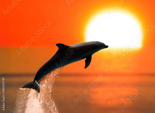 Dolphin jumping silhouetted against a vibrant sunset