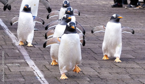 ペンギのお散歩