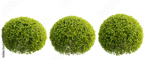 Perfectly trimmed spherical green foliage plants (topiary) isolated on transparent background 3d rendering png