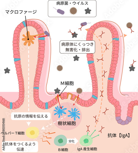 小腸の絨毛断面と各部位の名称と免疫の働きを簡単に表したイラスト