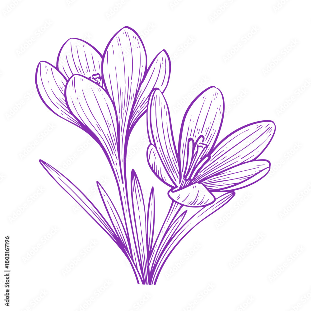 Obraz premium Hand Drawn Crocus Flower, Botanical Outline Vector Illustration