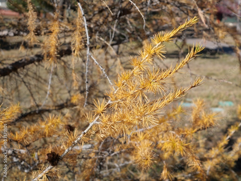 Fototapeta premium Golden Autumn Needles of European Larch (Larix decidua) in Late Fall, Colorado