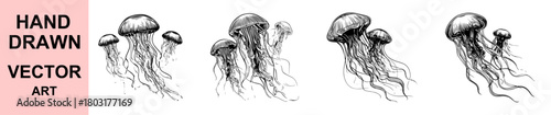 Hand drawn jellyfish vector illustration set featuring flowing tentacles detailed marine designs perfect for ocean themed artwork educational materials decorative projects branding and creative compos