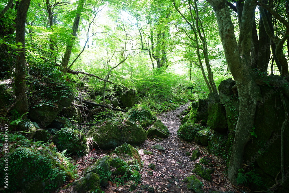 Fototapeta premium fine spring path through mossy rocks and old trees