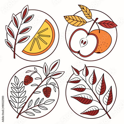 Collection of fruit and plant branch in circle isolated on