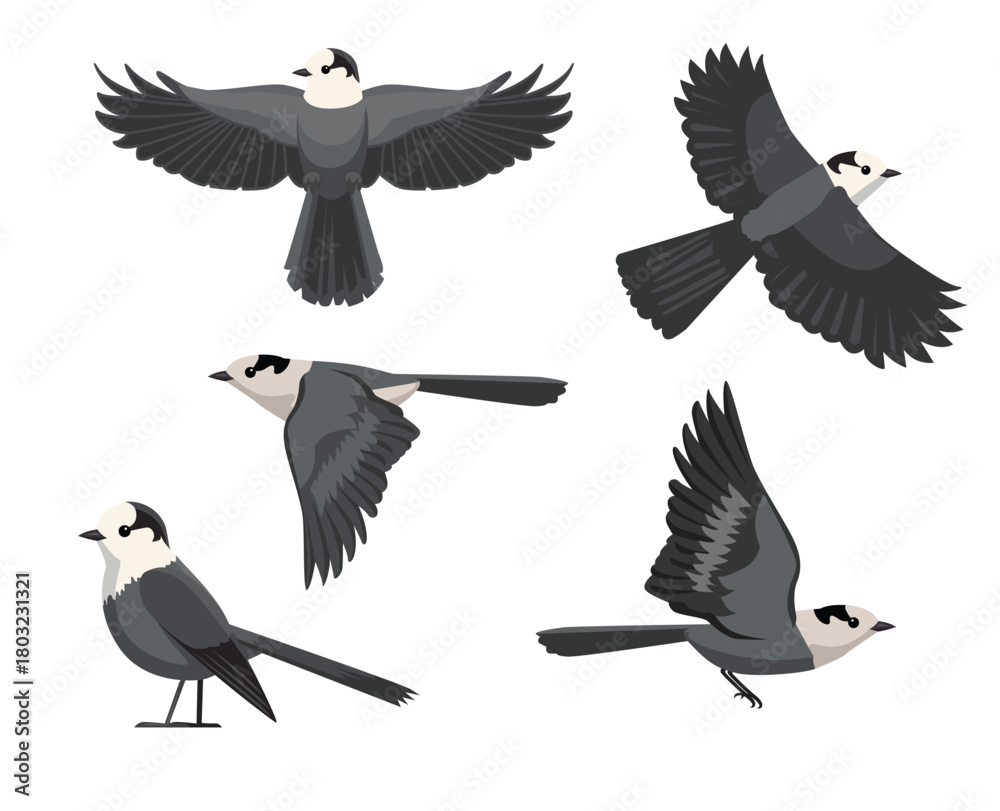 Obraz premium Canada Jay Bird Various Poses Cartoon Vector Character
