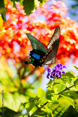 A Beijing butterfly (Papilio bianor) is gathering nectar among the flowers in the park
