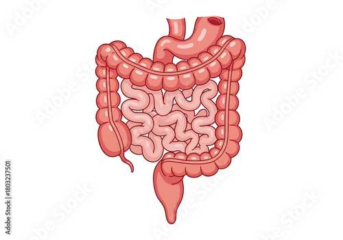 Cartoon Illustration of Human Digestive System Anatomy.