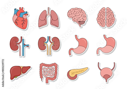 Collection of Cartoon Human Internal Organs Illustration.