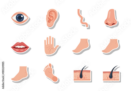 Human Body Parts Illustration: Eye Ear Nose Mouth Hand Foot and Skin.