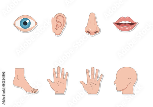 Human Body Parts and Five Senses Cartoon Icons Set.