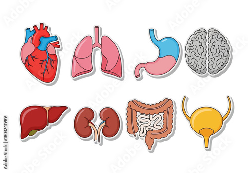 Cartoon Illustration of Human Internal Organs: Heart Lungs Stomach Brain Liver Kidneys Intestines Bladder.