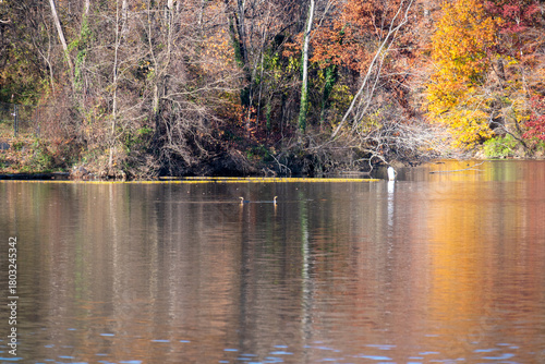 Fall Leaves over Pond