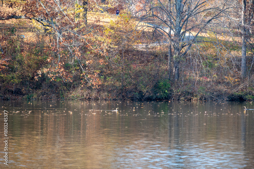 Fall Leaves over Pond