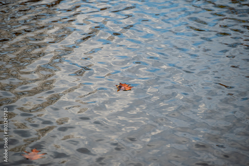 Autumn Leaf Floating in Pond