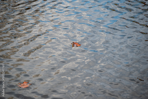 Autumn Leaf Floating in Pond