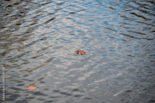 Autumn Leaf Floating in Pond