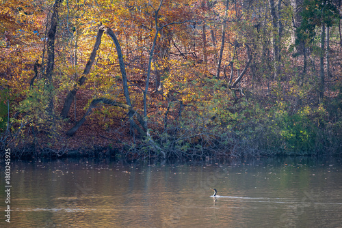 Fall Leaves over Pond