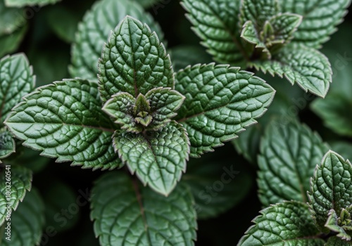 Detailed macro shot of fresh aromatic peppermint leaves and growing tips.