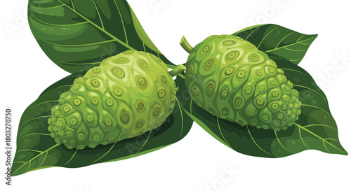 Noni Fruit and Leaves: A Detailed Botanical Illustration.