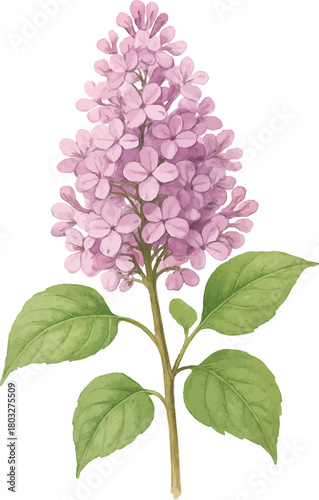 Lilac flower cluster, hand-drawn botanical illustration, watercolor style