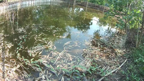 Calm Natural Pond with Bamboo Leaves Floating on Clear Water Surface