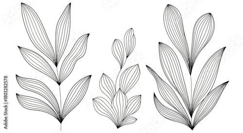 Clean black and white botanical line art illustration, abstract plant shapes