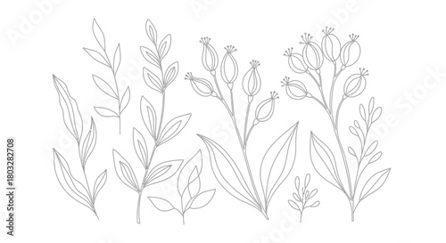 Clean black and white botanical line art illustration