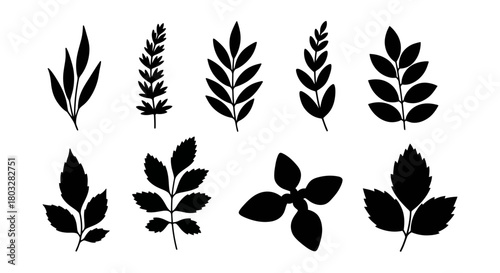 Black silhouette of herbs and leaves, clean botanical organic shapes, modern natural form, no shading.”