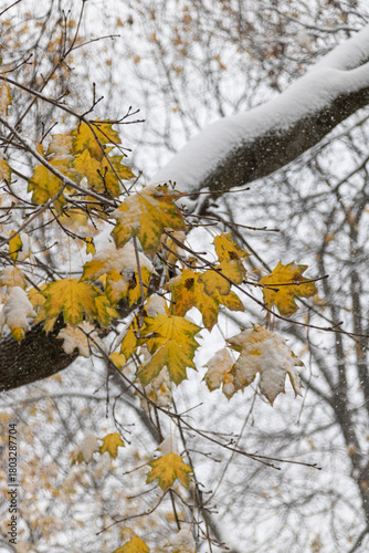 Canvas Print First snow in Toronto
