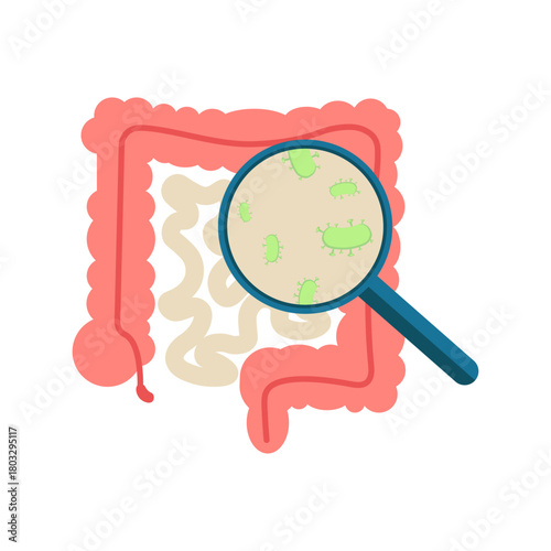 Isolated illustration of the intestinal organ and bacteria inside it seen through a magnifying glass for advertising, banners, healthcare education images about gut health in healthcare facilities.