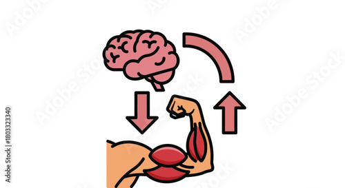 Brain and muscle connection illustration