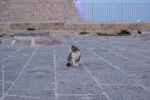Fototapeta Naklejka Na Ścianę i Meble -  Cat sitting on stone pavement at dusk