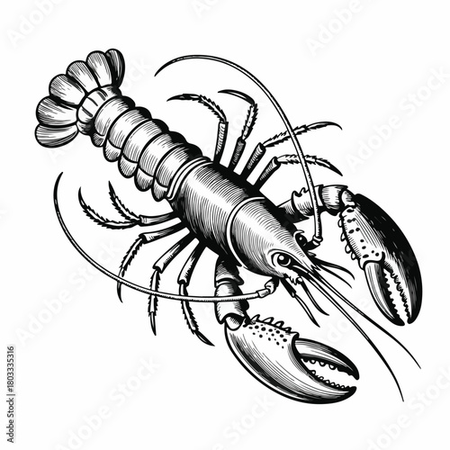 "Vintage Engraved Lobster Illustration"