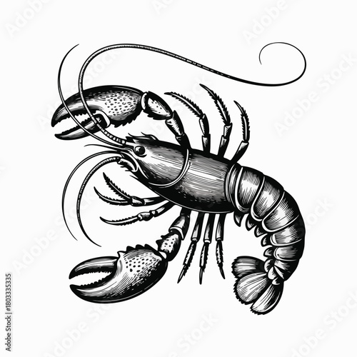 "Vintage Engraved Lobster Illustration"