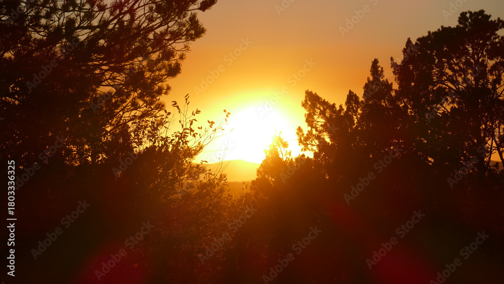 Naklejka premium Tranquil Pine Forest Sunset in Santa Fe