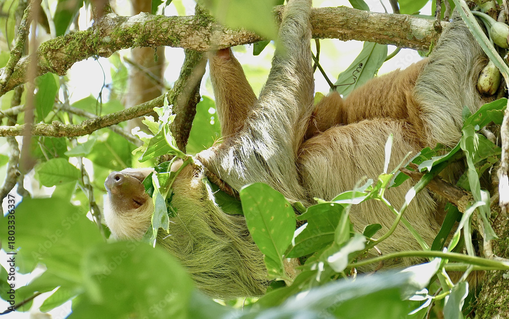 Naklejka premium Mother and Baby Sloths Sleeping in the Rainforest Canopy of Costa Rica