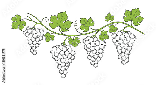 Decorative illustration of a grapevine with green leaves and four bunches of grapes, depicted in a hand-drawn, botanical style.