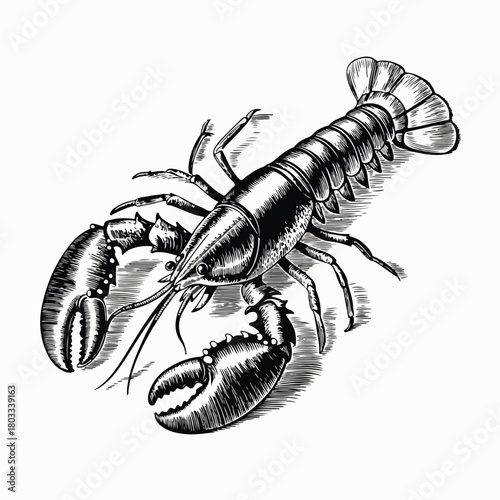 "Vintage Engraved Lobster Illustration"