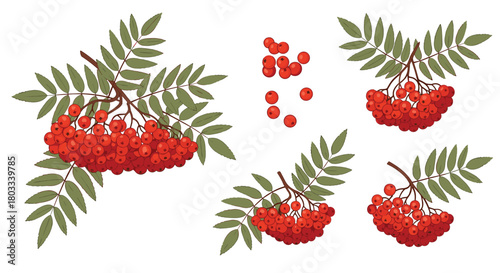 Beautiful set of vector illustrations showcasing vibrant red rowan berries with green leaves, ideal for autumn and nature-themed designs.