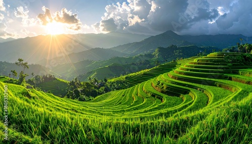 rice field in thailand