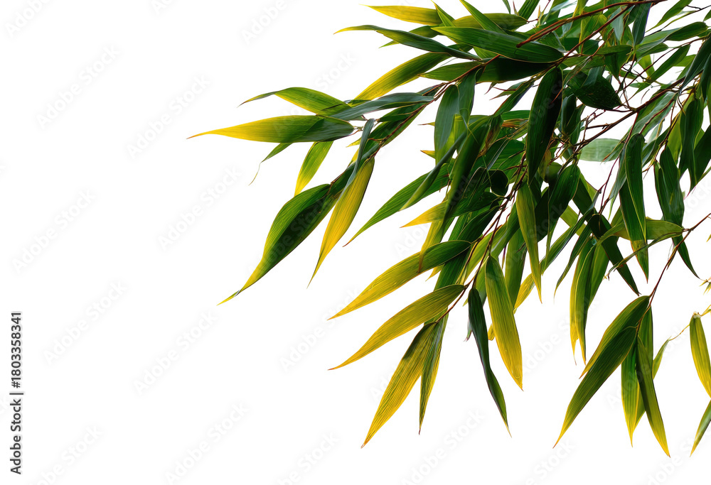 Obraz premium Green and yellow leaves on a dark background