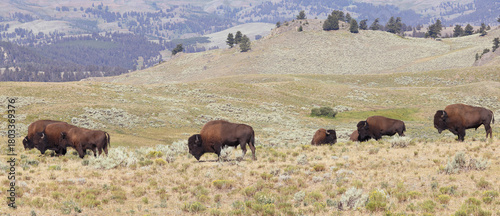 Bisons in Lamar Valley, Yellowstone National Park, USA