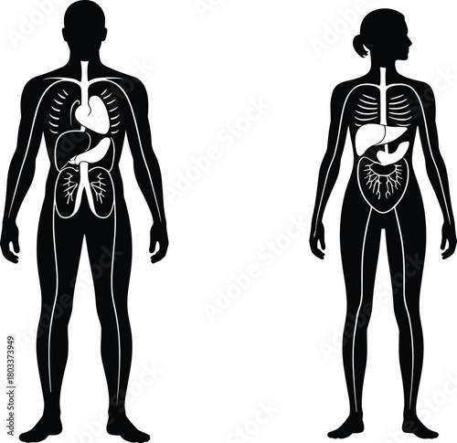 Human anatomy illustration, male and female silhouette, internal organs, nervous system, educational medical diagram, physiology comparison, healthcare concept, biology
